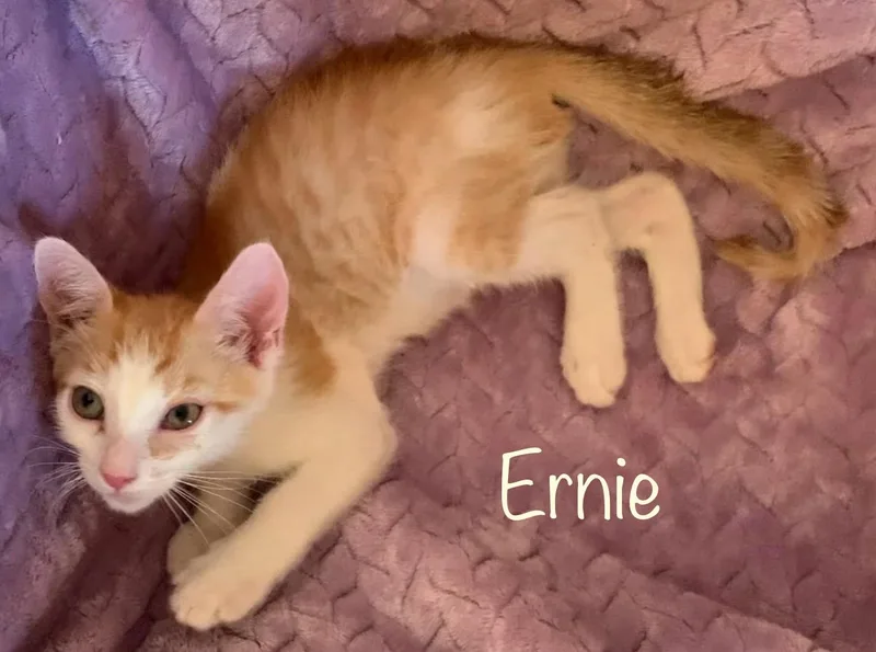 Ernie thumbnail 2