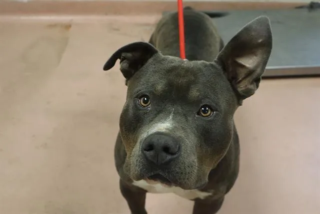 An adult large-sized male Mixed Breed dog named Rustler for adoption in Columbia, SC