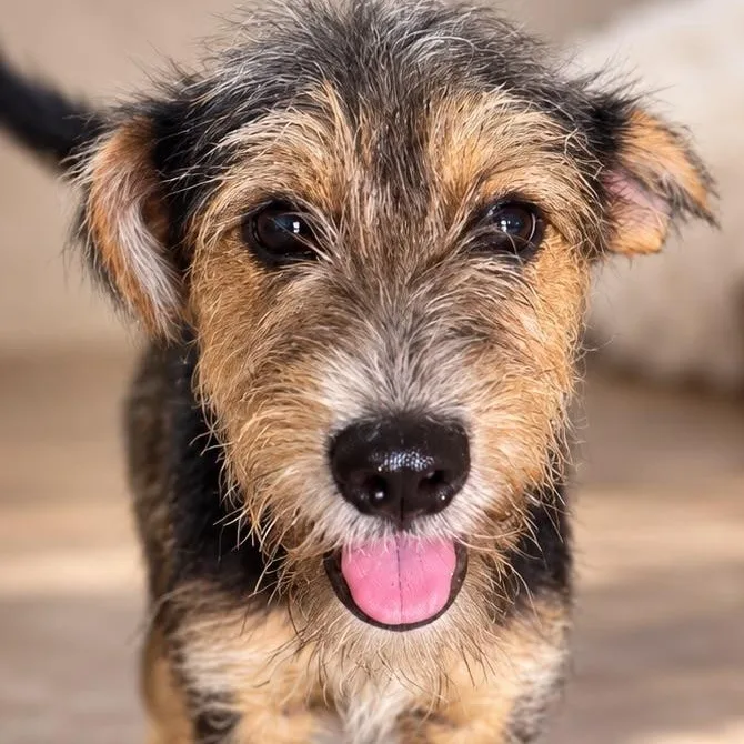 A baby small-sized male Parson Russell Terrier dog named Cucumber for adoption in New York, NY