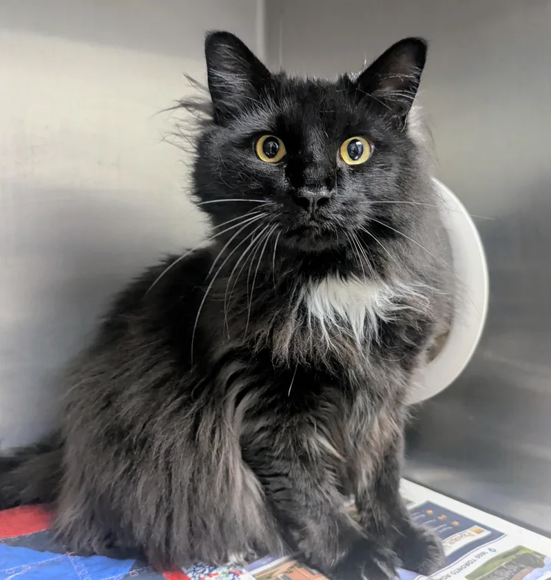 A young extra large-sized male Black Domestic Long Hair cat named Tango for adoption in Springfield, IL