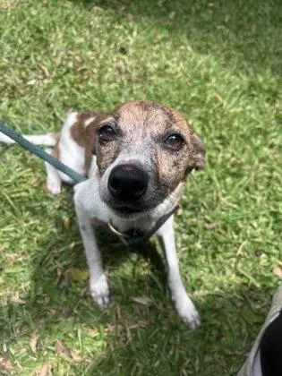 An adult medium-sized female Terrier dog named Fajita for adoption in Honolulu, HI