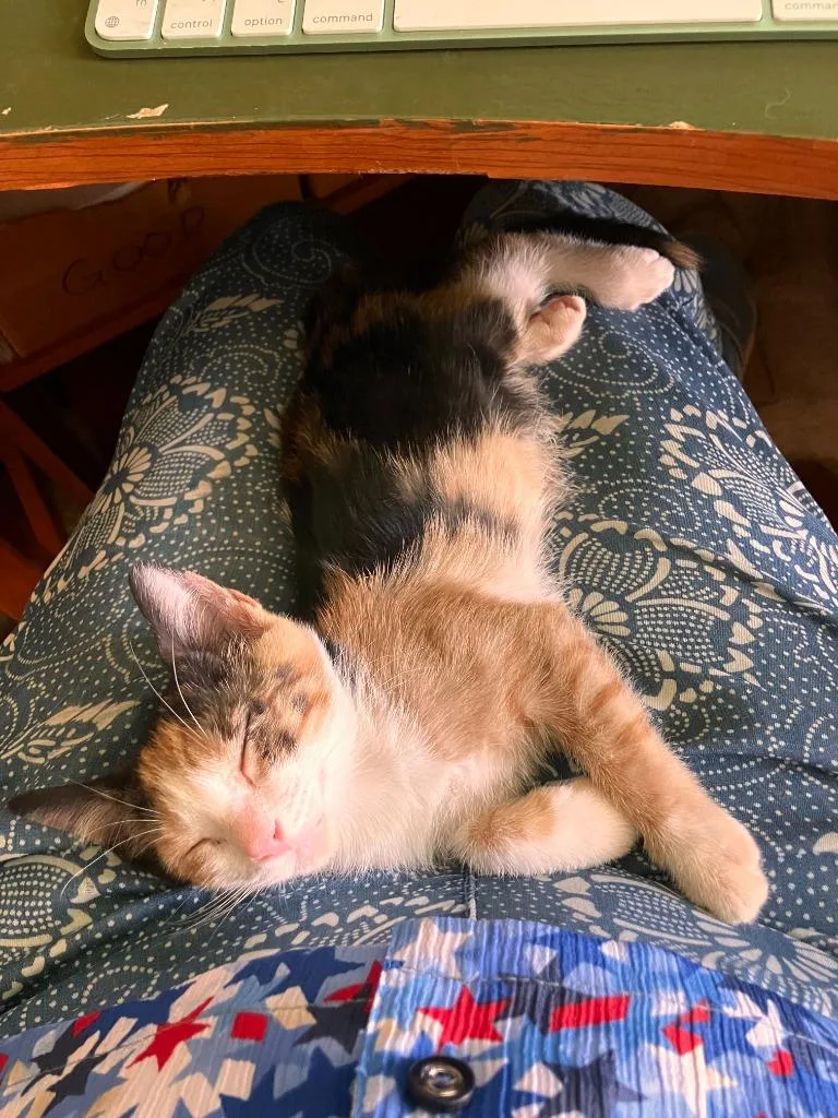 A young small-sized female Calico Domestic Short Hair cat named Twilight for adoption in Tyler, TX