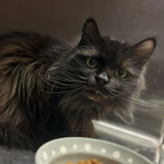 An adult large-sized male Domestic Long Hair cat named Sidney Prescott for adoption in Davenport, IA