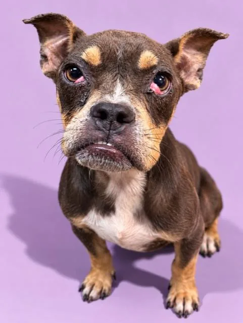 An adult medium-sized male Mixed Breed dog named Cupid for adoption in Jacksonville, FL