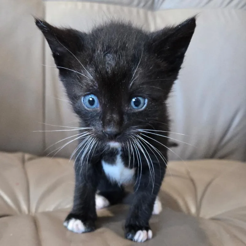 A baby small-sized male Black Domestic Short Hair cat named Pinky for adoption in San Pablo, CA