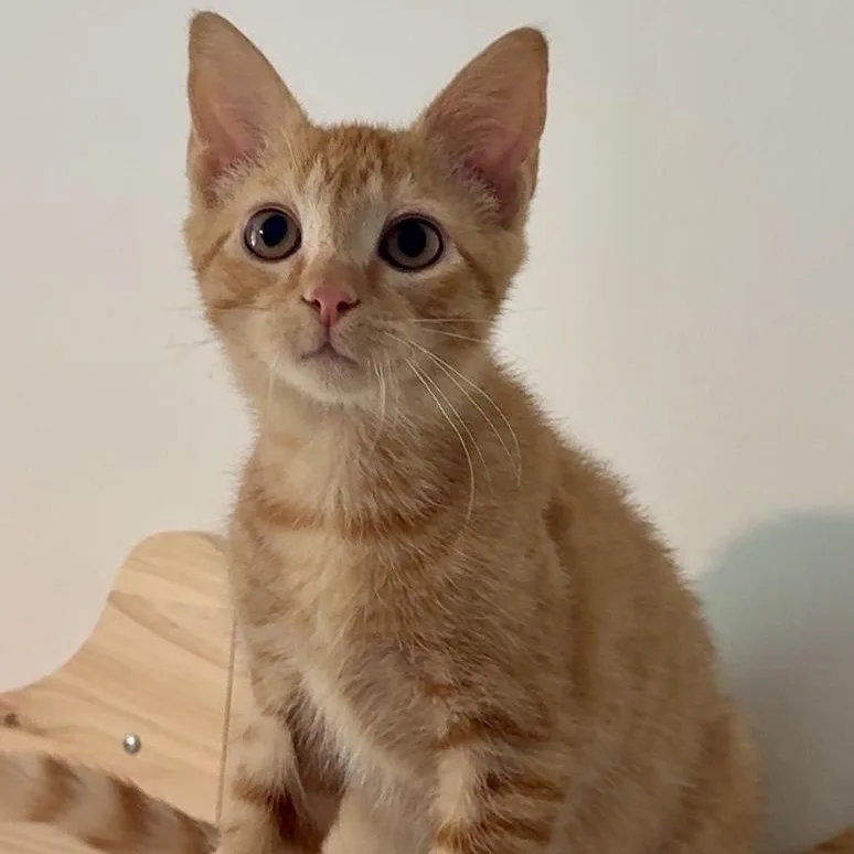 A baby small-sized male Tabby (Orange / Red) Domestic Short Hair cat named Hash Browns for adoption in Richmond, VA
