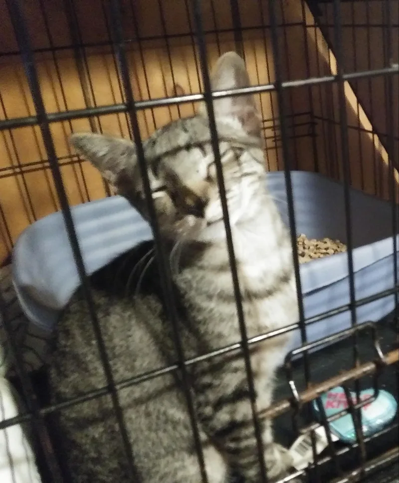 A baby medium-sized female Tabby (Buff / Tan / Fawn) Domestic Short Hair cat named Gabby for adoption in Port Wentworth, GA