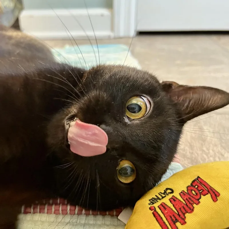 A young medium-sized male Black Domestic Short Hair cat named Tychus for adoption in Gibsonia, PA