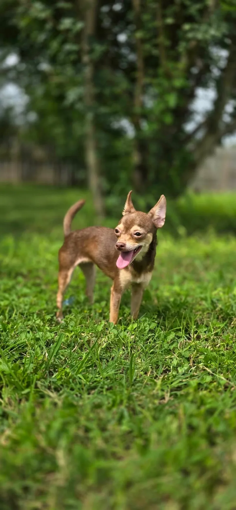 A young small-sized female Chihuahua dog named Libby for adoption in Boise, ID