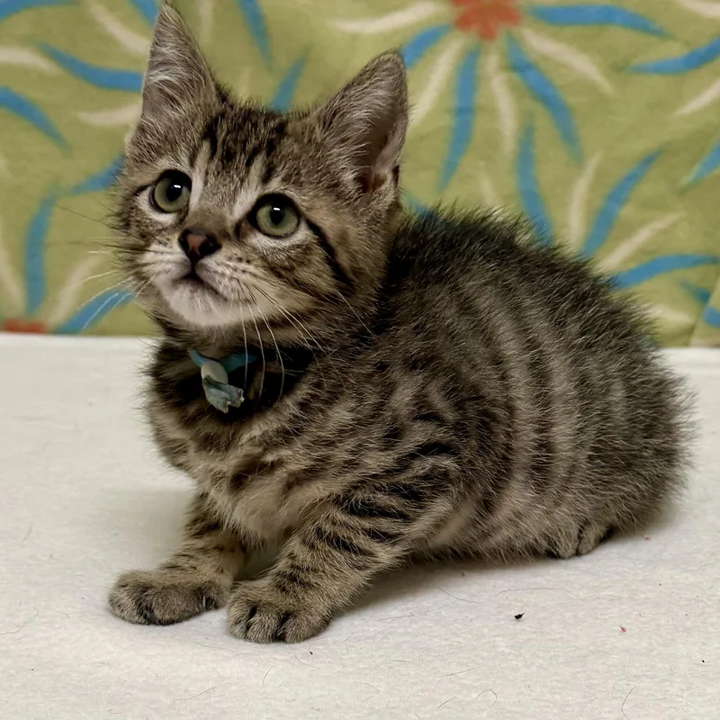 A baby medium-sized male Tabby (Gray / Blue / Silver) Domestic Short Hair cat named Figaro for adoption in Libertyville, IL