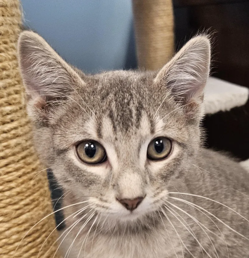 A young medium-sized male Blue Cream Domestic Short Hair cat named Cricket for adoption in Washburn, WI