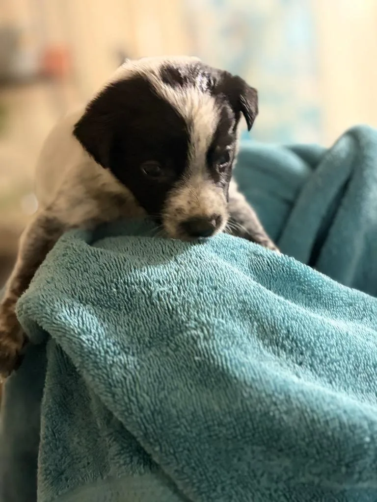 A baby medium-sized male Hound dog named Taylor for adoption in Little Rock, AR