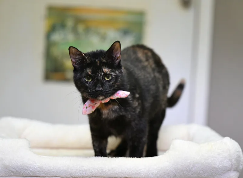 An adult medium-sized female Tortoiseshell cat named Esther for adoption in Falmouth, ME