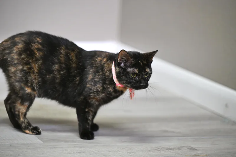 Esther thumbnail 2