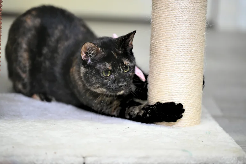 Esther thumbnail 3