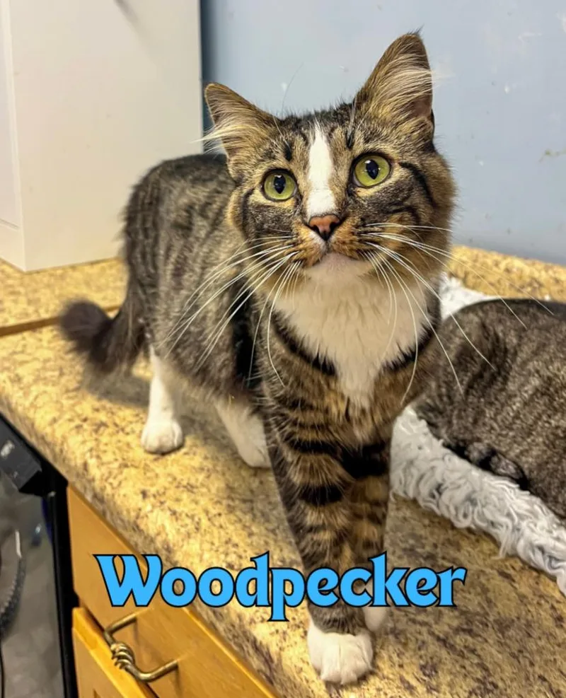 A young medium-sized male Domestic Medium Hair cat named Woodpecker for adoption in Rome, GA