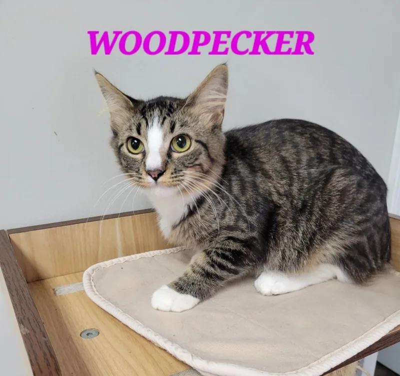 Woodpecker thumbnail 2
