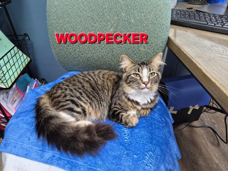 Woodpecker thumbnail 3