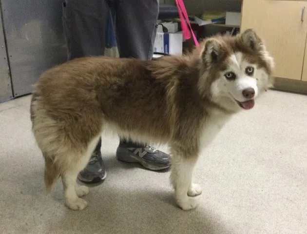 A young small-sized male Siberian Husky dog named Coco Puff for adoption in Riverside, CA