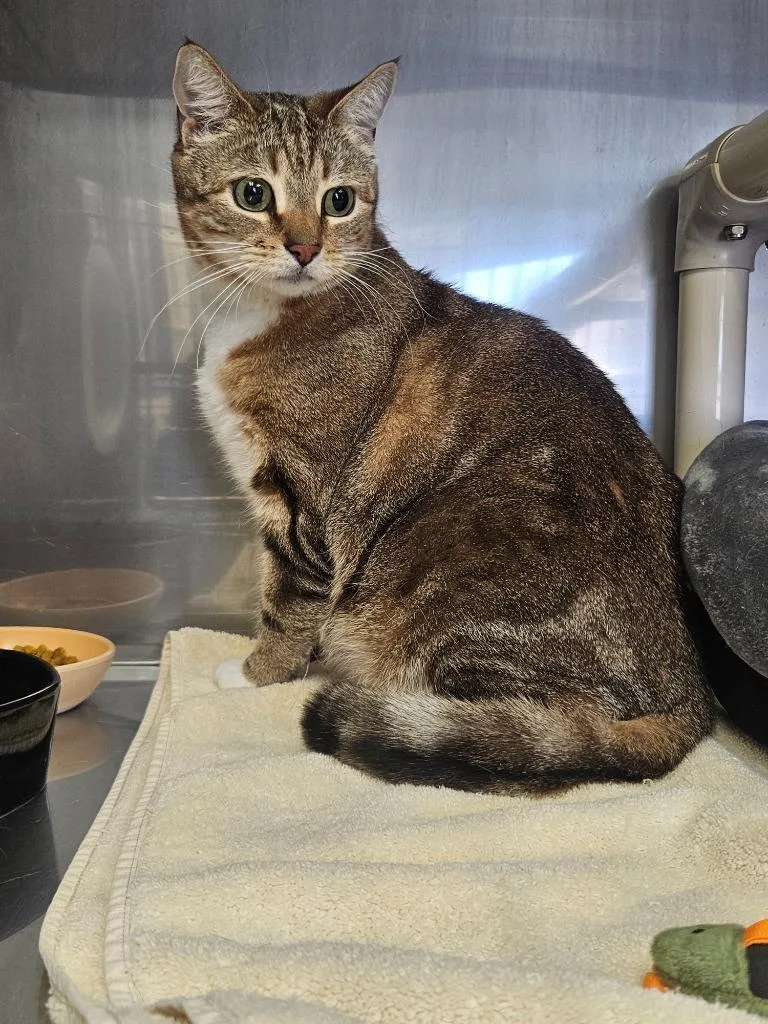 An adult medium-sized female Torbie Domestic Short Hair cat named Aries for adoption in Medfield, MA