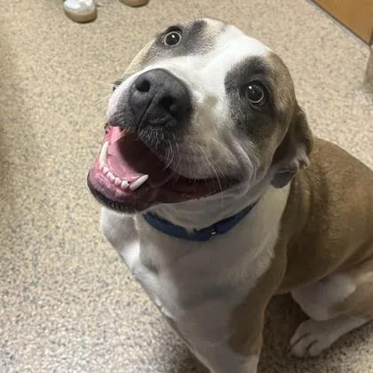 An adult medium-sized male Mixed Breed dog named Max for adoption in Merriam, KS