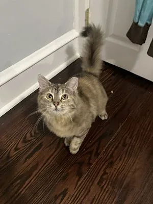 Mimi