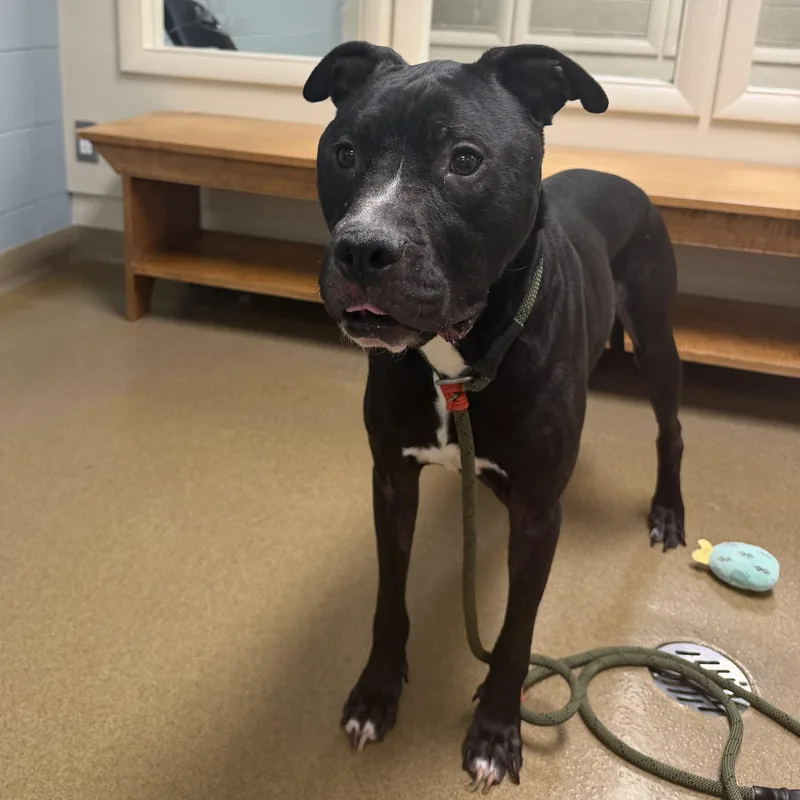 An adult medium-sized male Staffordshire Bull Terrier dog named Zilo for adoption in Wilmington, OH
