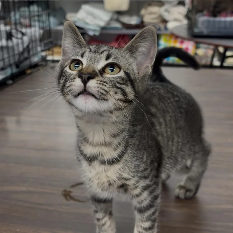 A baby small-sized female Gray / Blue / Silver Domestic Short Hair cat named Stella for adoption in Union, MO