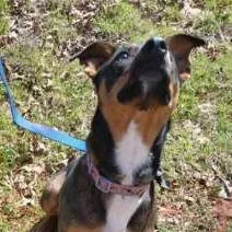 An adult medium-sized female Black Mixed Breed dog named Sasha for adoption in Norman, OK
