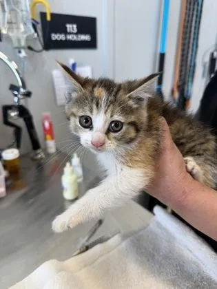 A young small-sized female Domestic Short Hair cat named Flow for adoption in Lafayette, IN