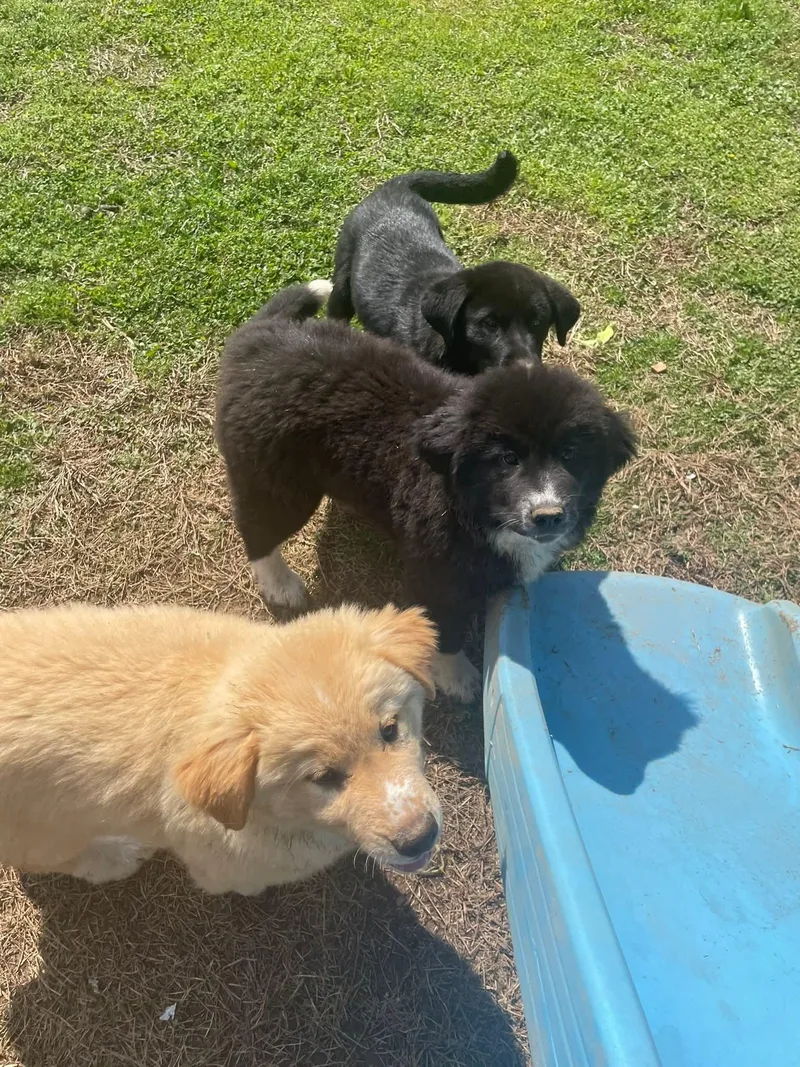 Sir Gallant thumbnail 2