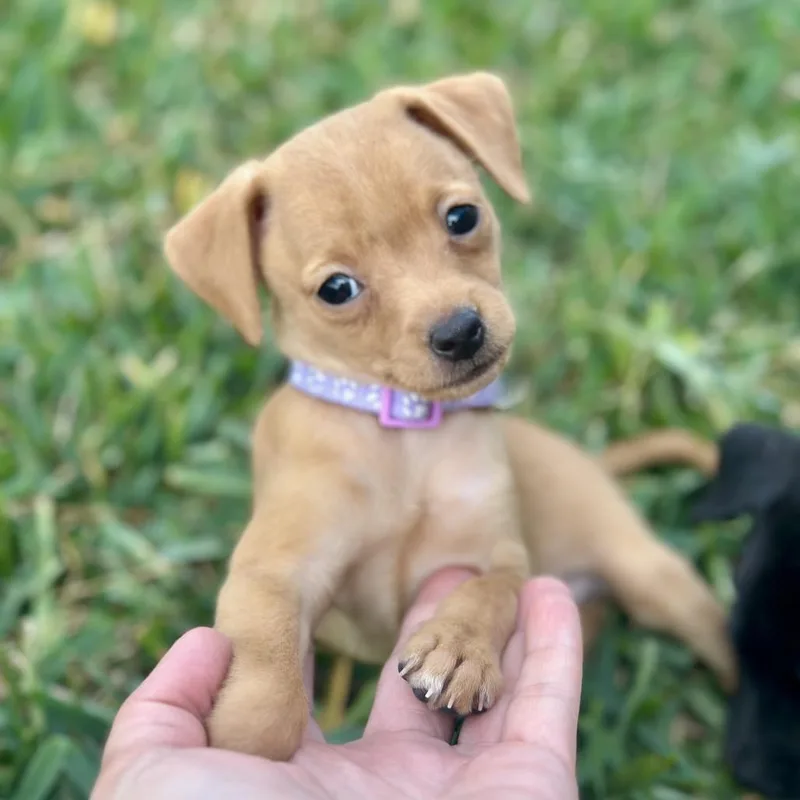 A baby small-sized female Apricot / Beige Chihuahua dog named Cinnamon Toast for adoption in Brownsville, TX