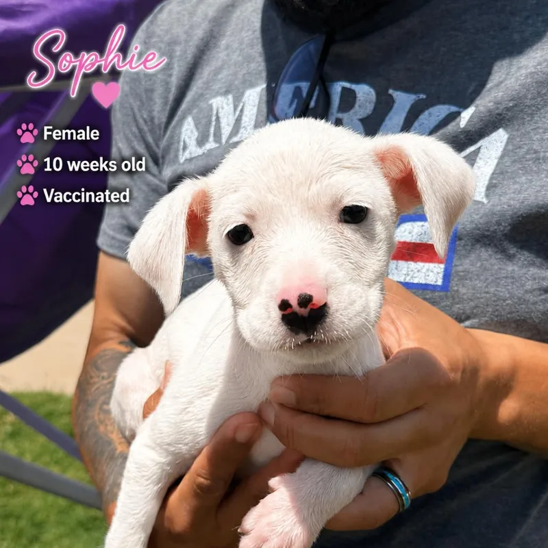 A baby small-sized female White / Cream Labrador Retriever dog named Sophie for adoption in San Diego, CA