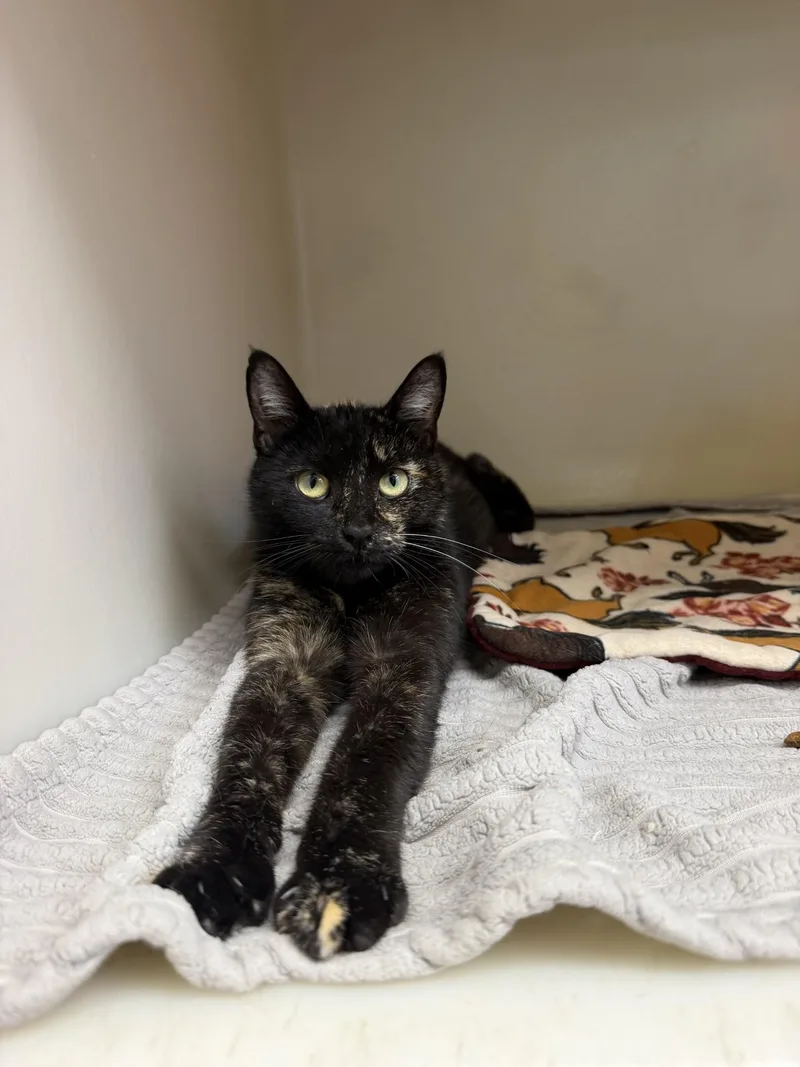 An adult medium-sized female Tortoiseshell Domestic Short Hair cat named Maeve for adoption in Upper Sandusky, OH