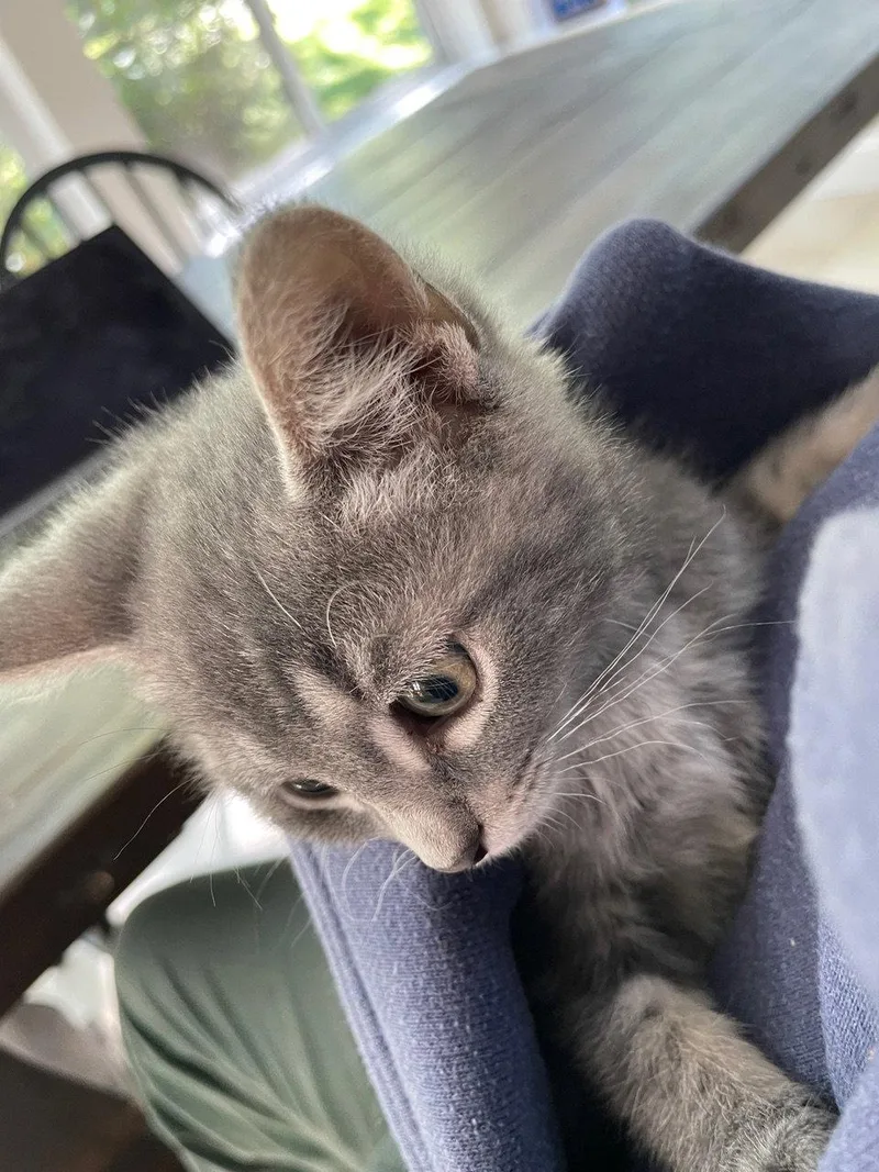 A baby medium-sized male Domestic Short Hair cat named Thistle for adoption in Broomall, PA