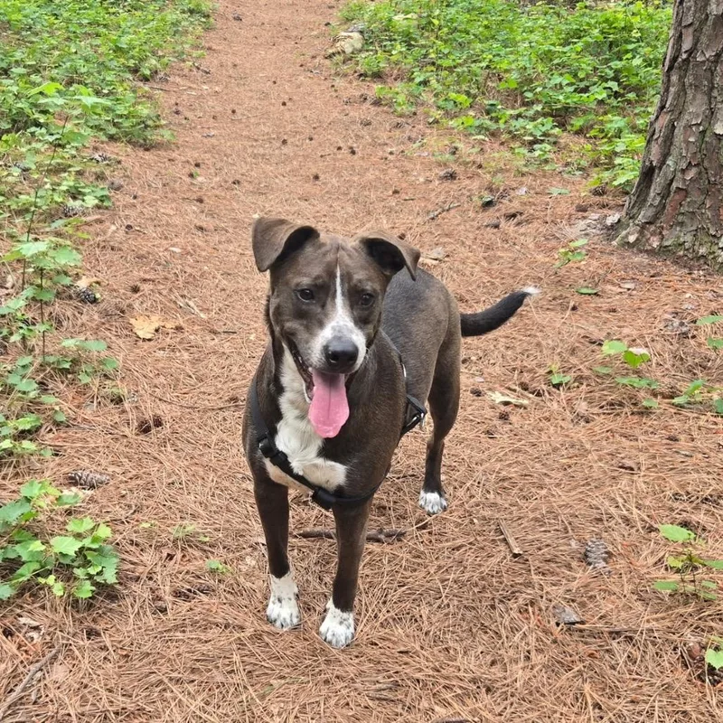 An adult medium-sized male Brown / Chocolate Mixed Breed dog named Hershel for adoption in Durham, NC