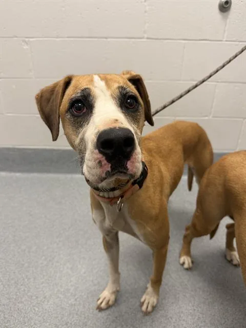 An adult large-sized male Pit Bull Terrier dog named Mac for adoption in Indianapolis, IN