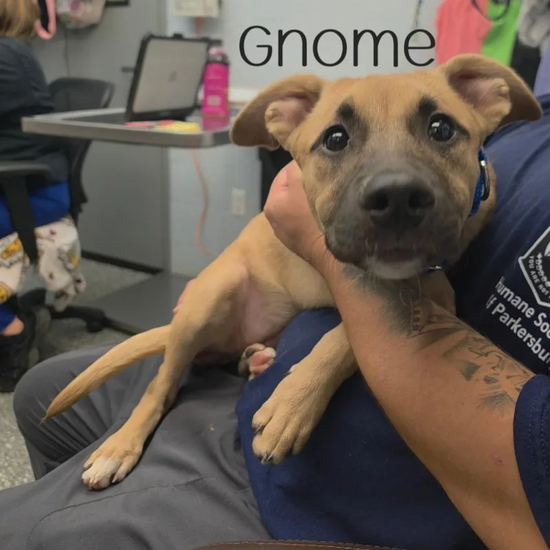 A baby small-sized female Yellow / Tan / Blond / Fawn Shepherd dog named Gnome for adoption in Parkersburg, WV