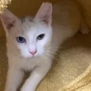 A baby medium-sized male Domestic Short Hair cat named Mochi for adoption in Napa, CA