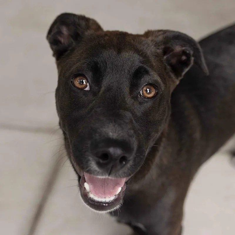 A baby medium-sized female Black Mixed Breed dog named Tari Ecas for adoption in Pleasanton, CA