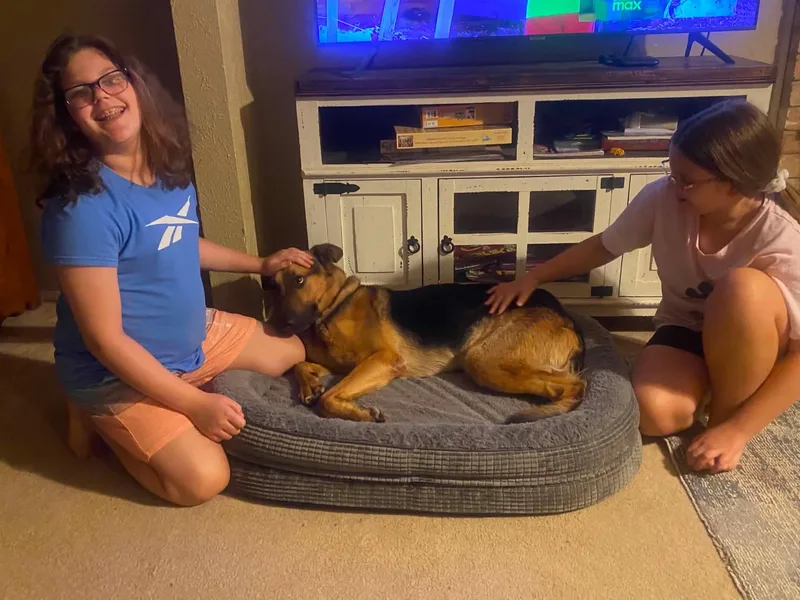 An adult medium-sized male German Shepherd Dog dog named Toby Gs for adoption in Allen, TX