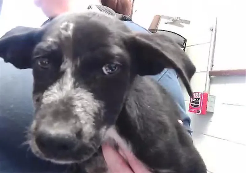 A baby small-sized male Pit Bull Terrier dog named Kaden for adoption in Tulsa, OK