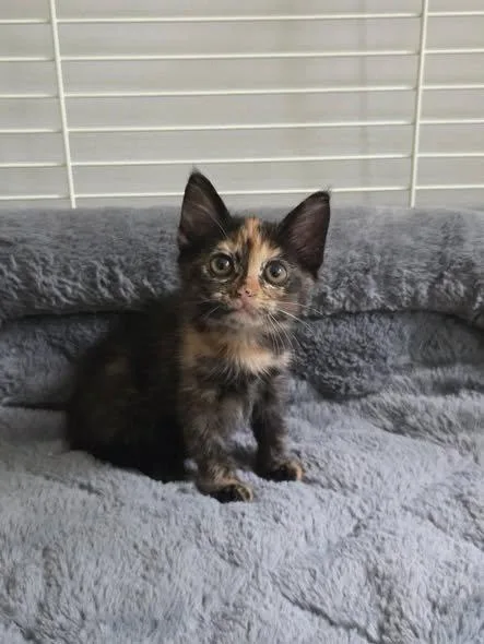 A baby small-sized female Domestic Short Hair cat named Radish for adoption in Raleigh, NC