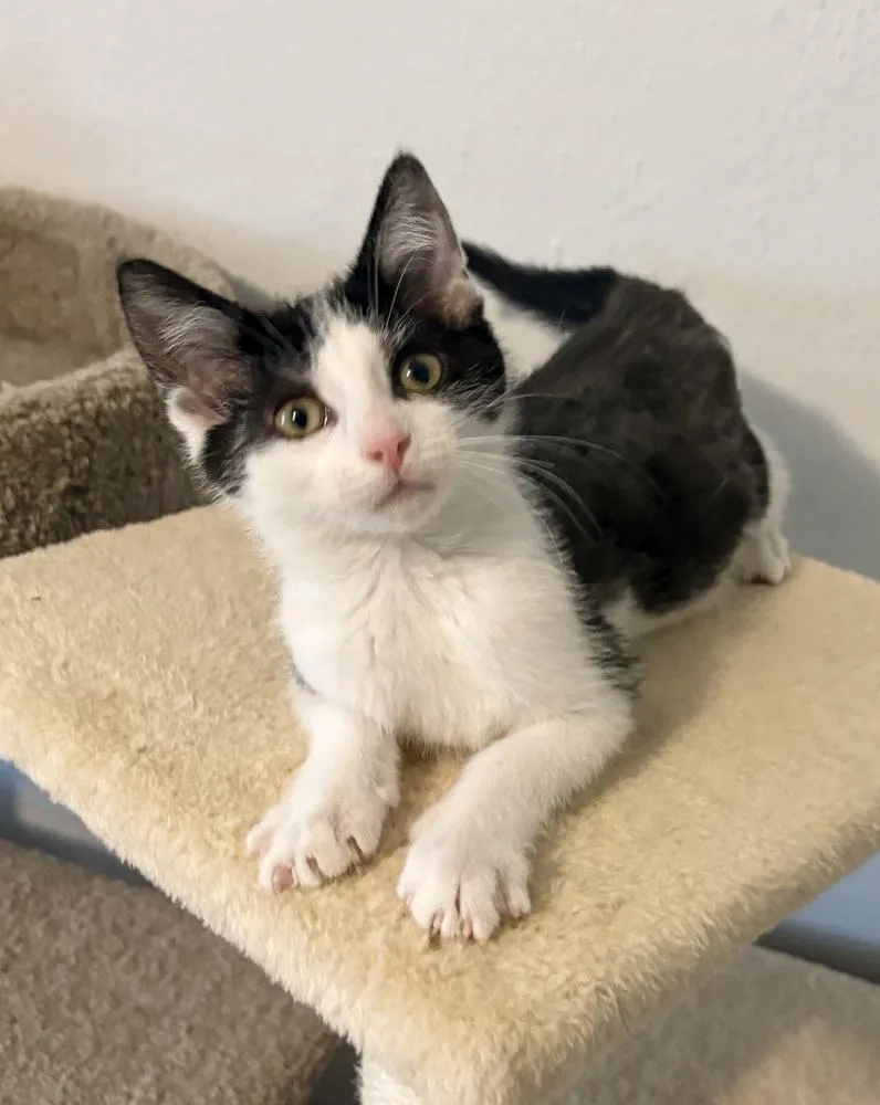 A baby small-sized male Black & White / Tuxedo Domestic Short Hair cat named Bones for adoption in Rochester, IN