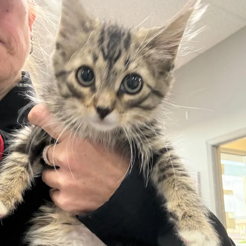 A baby small-sized male Domestic Long Hair cat named Espresso for adoption in Normal, IL
