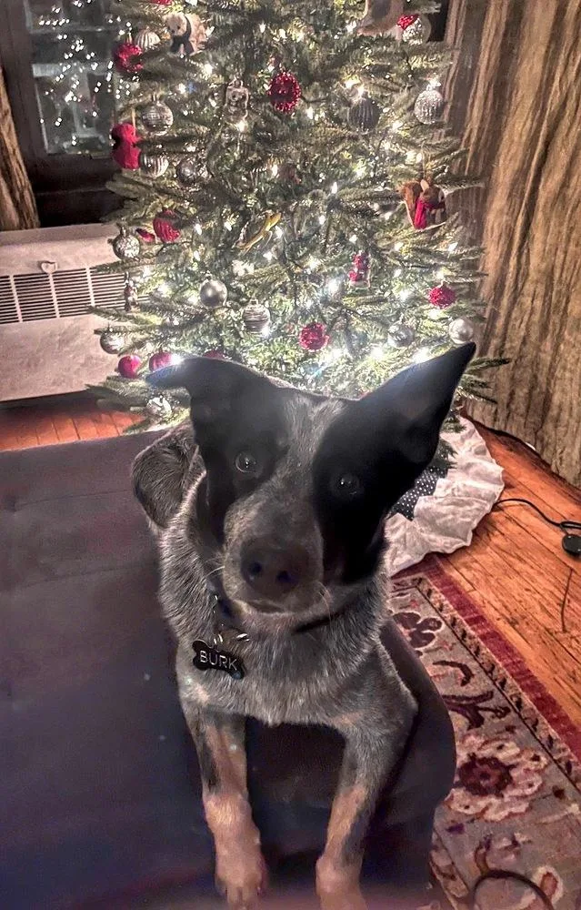 A young medium-sized male Tricolor (Brown, Black, & White) Cattle Dog dog named Merrick for adoption in Naperville, IL