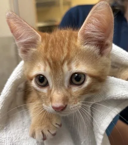 A baby small-sized male Domestic Short Hair cat named Zander for adoption in Honolulu, HI