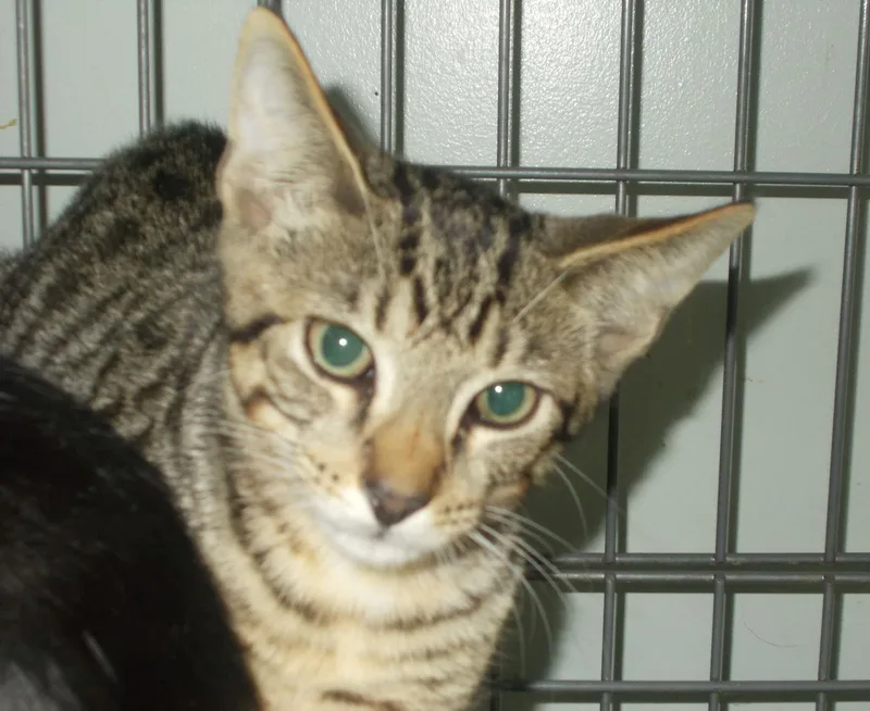 A young medium-sized male American Shorthair cat named Kellogg for adoption in Naples, FL