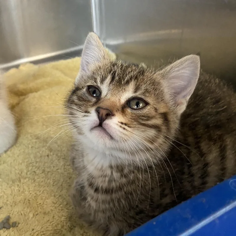 A baby small-sized female Brown / Chocolate Domestic Short Hair cat named Pail for adoption in Washington Township, OH