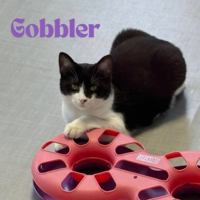 Gobbler